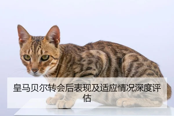 皇马贝尔转会后表现及适应情况深度评估